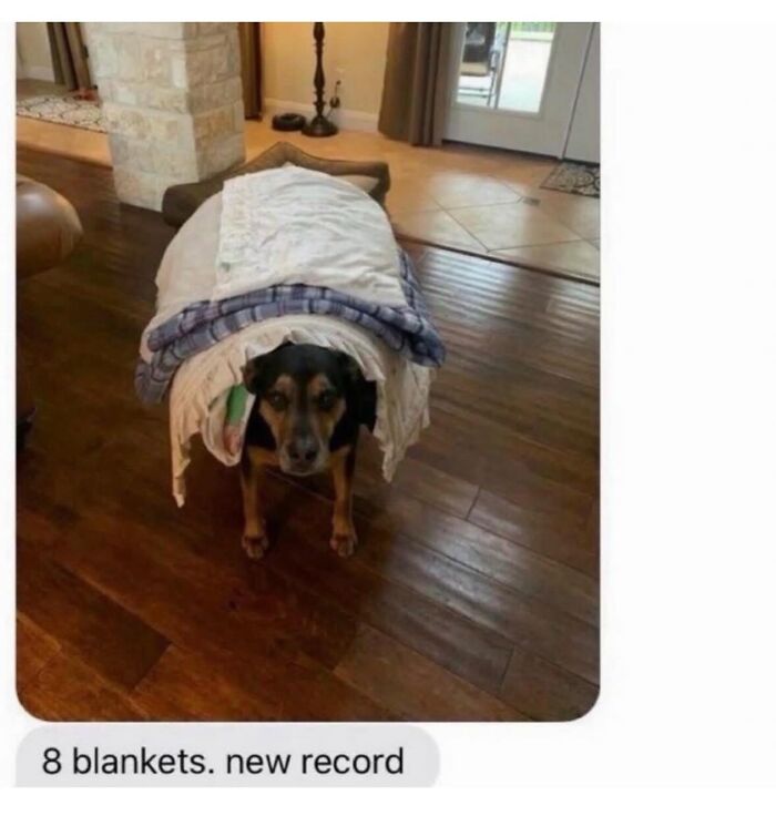 The Dog Memes That Nail Every Weird, Cute, and Totally Random Thing Dogs Do