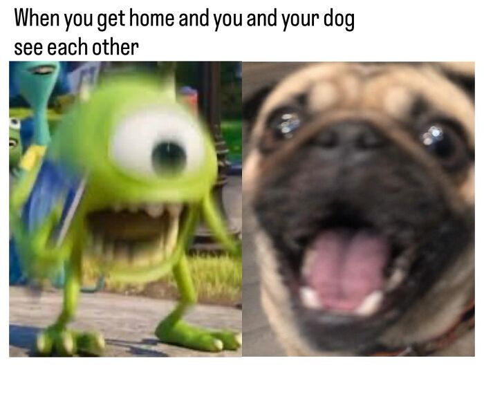 The Dog Memes That Nail Every Weird, Cute, and Totally Random Thing Dogs Do