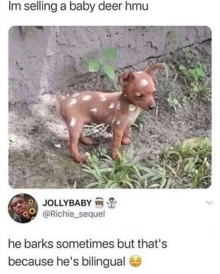 The Dog Memes That Nail Every Weird, Cute, and Totally Random Thing Dogs Do