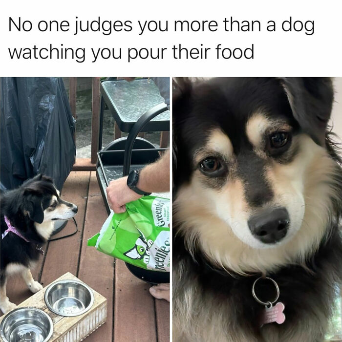 The Dog Memes That Nail Every Weird, Cute, and Totally Random Thing Dogs Do