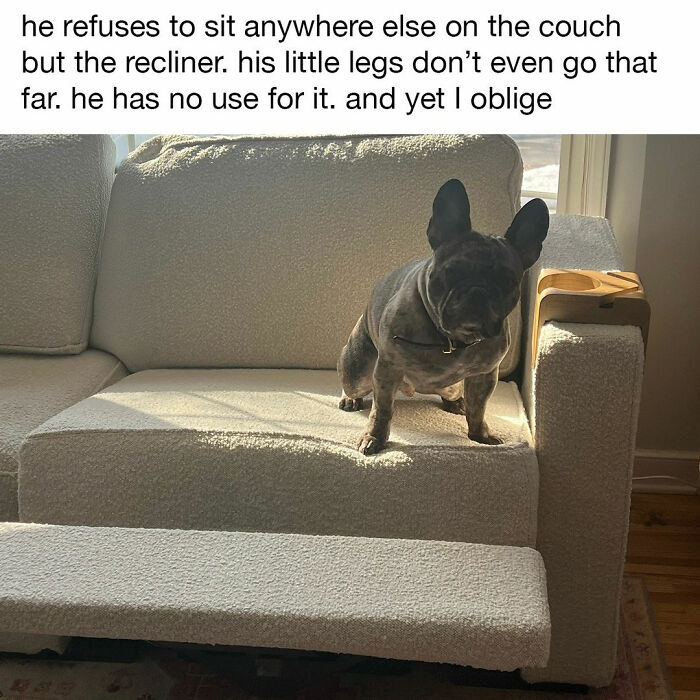 The Dog Memes That Nail Every Weird, Cute, and Totally Random Thing Dogs Do