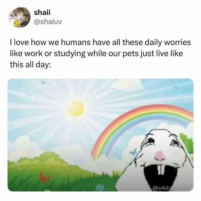 The Dog Memes That Nail Every Weird, Cute, and Totally Random Thing Dogs Do