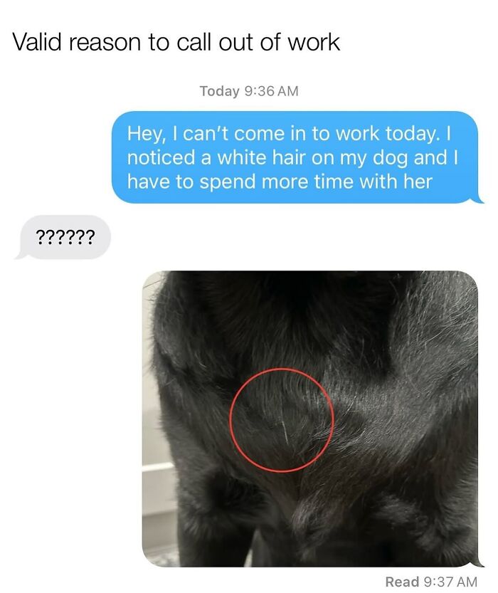 The Dog Memes That Nail Every Weird, Cute, and Totally Random Thing Dogs Do