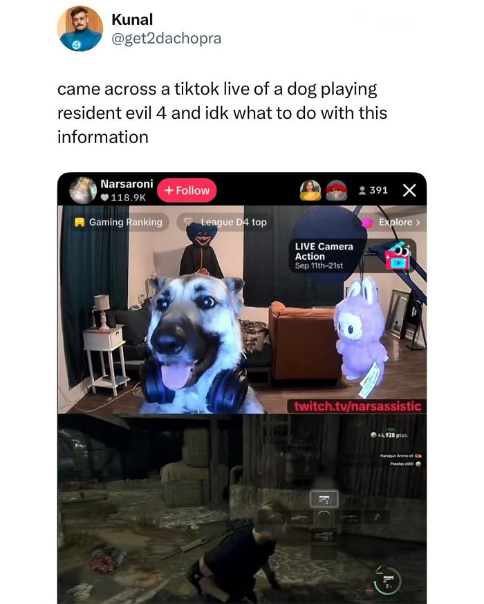 The Dog Memes That Nail Every Weird, Cute, and Totally Random Thing Dogs Do