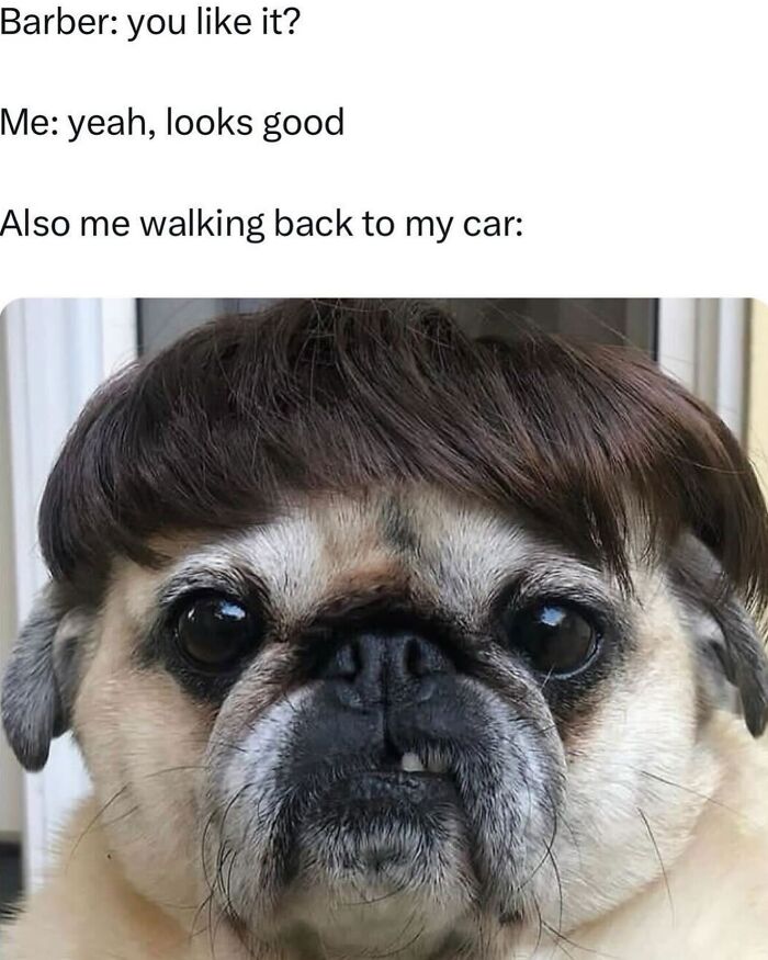 The Dog Memes That Nail Every Weird, Cute, and Totally Random Thing Dogs Do