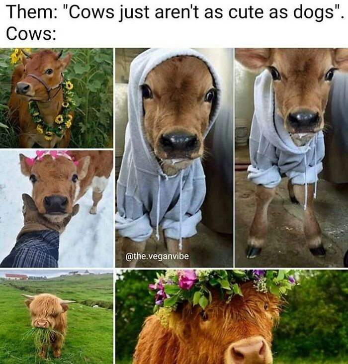 69 Vegan Memes That Are Surprisingly Hilarious
