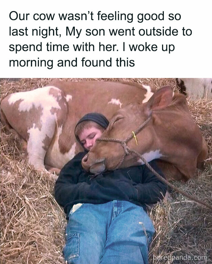 69 Vegan Memes That Are Surprisingly Hilarious