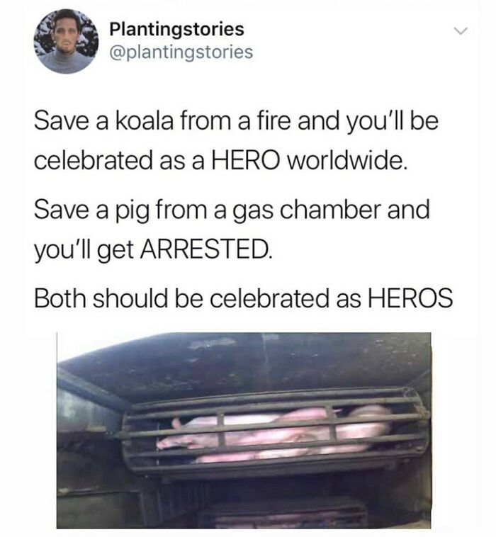 69 Vegan Memes That Are Surprisingly Hilarious
