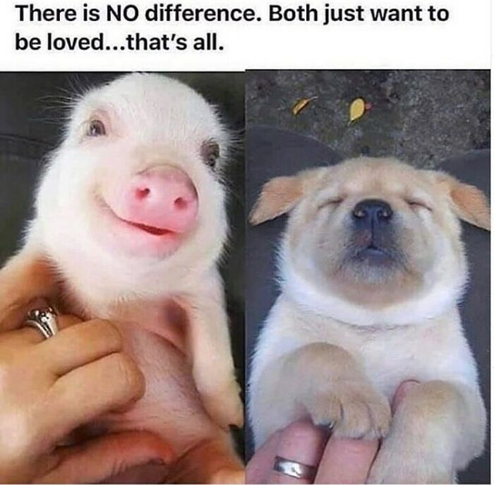 69 Vegan Memes That Are Surprisingly Hilarious