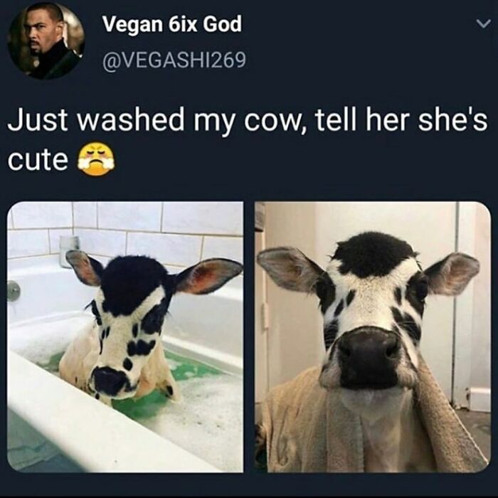 69 Vegan Memes That Are Surprisingly Hilarious