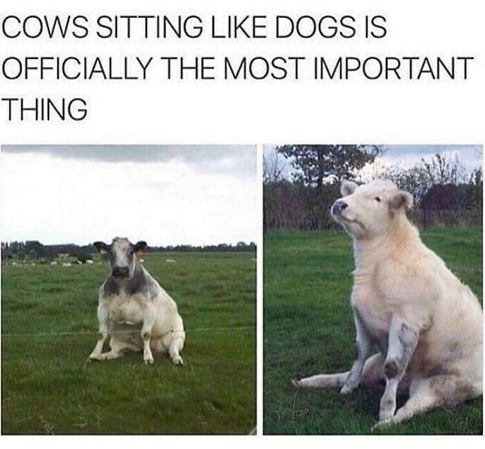 69 Vegan Memes That Are Surprisingly Hilarious