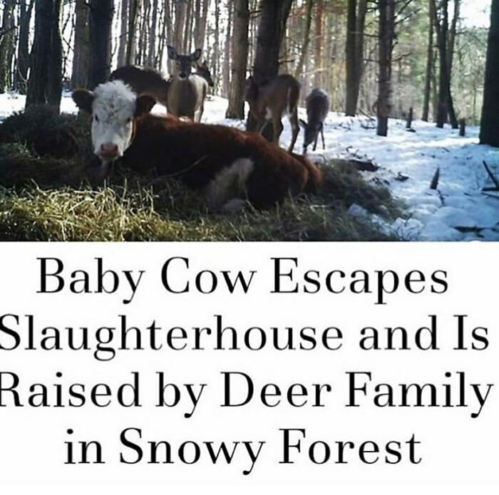 69 Vegan Memes That Are Surprisingly Hilarious