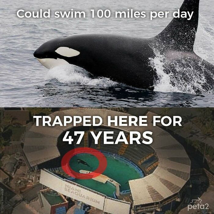69 Vegan Memes That Are Surprisingly Hilarious