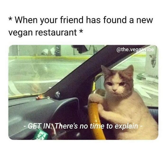 69 Vegan Memes That Are Surprisingly Hilarious