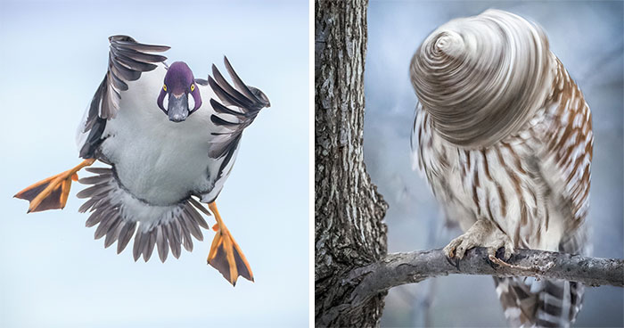 Birds Being Totally Extra: 35 Pics That’ll Crack You Up