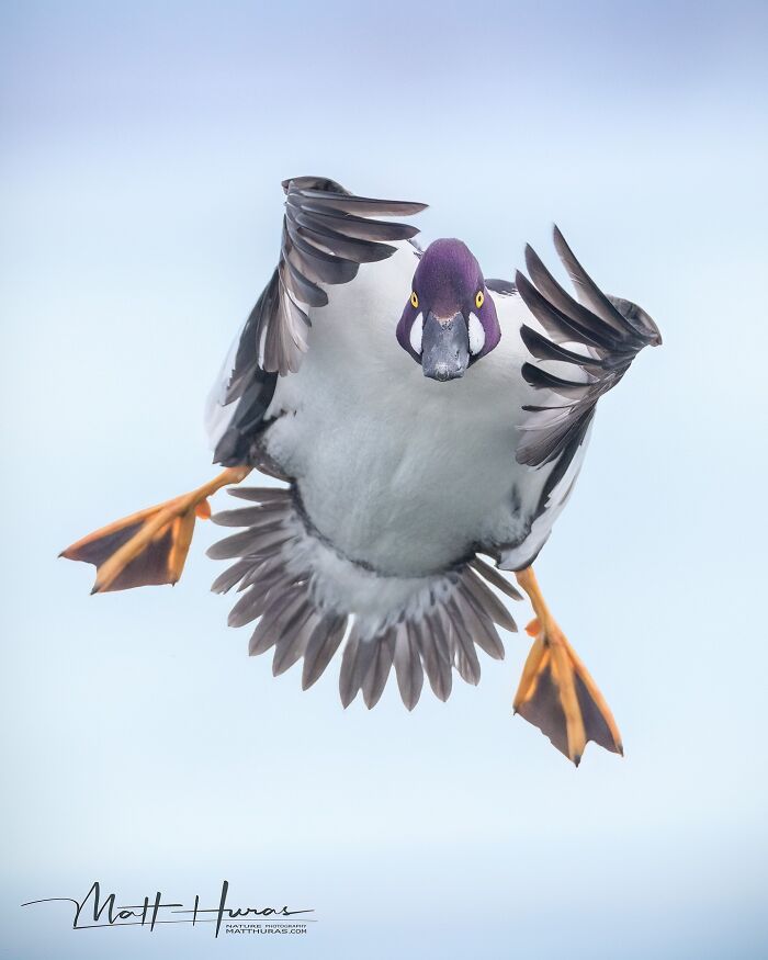 Male Goldeneye Duck Nails The Landing