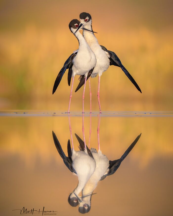 Black-Necked Stilts Showing Some Post-Date Moves