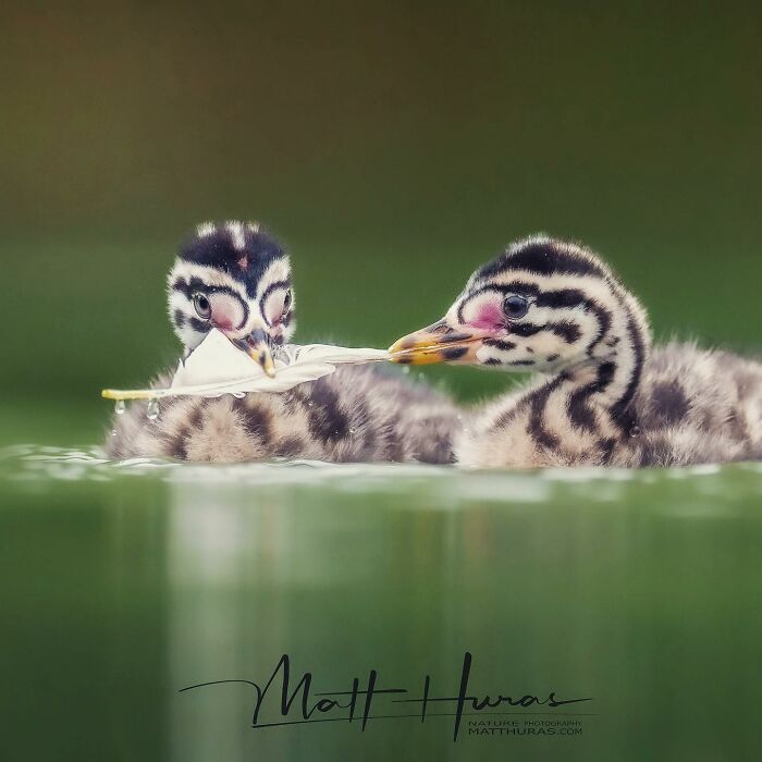 Sibling Grebes Playing Feather-Fetch