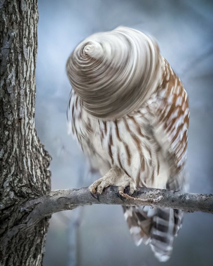 The 'Drilling' Owl: Head Spins Like Whoa