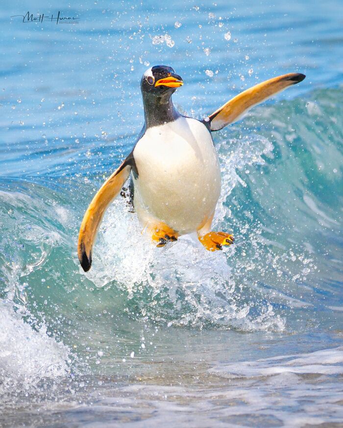 Gentoo Penguin Comes In Hot