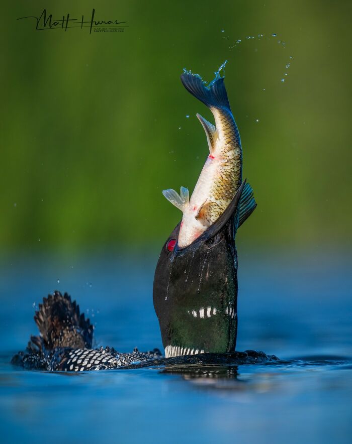 Common Loon Eats the Slow Way