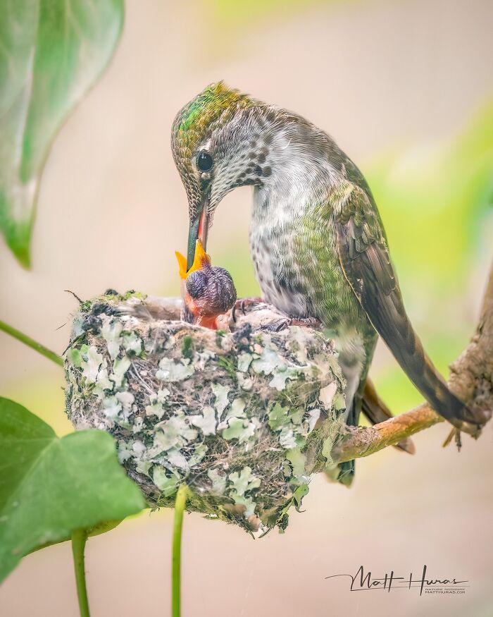 Anna's Hummingbird Feeds Baby on a Wobbly Vine