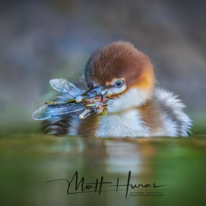 Kidmerganser: The Dragonfly Hunter