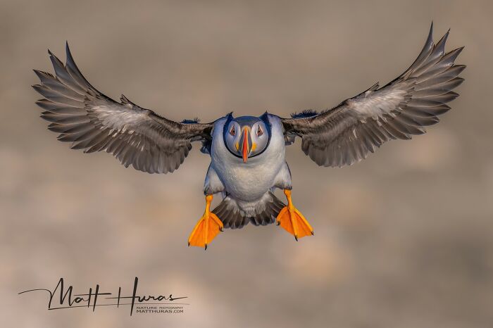 Puffin Brakes on – Look at That Face!