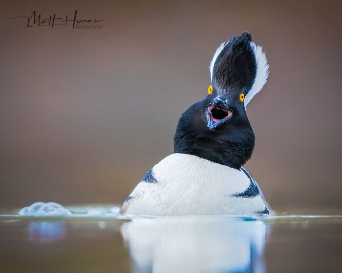 Male Hooded Merganser's Love Song (And Head Throw)