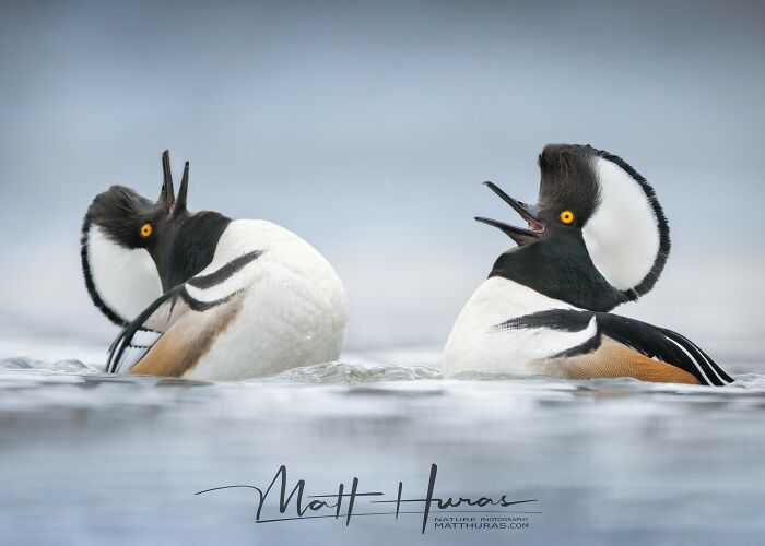 Double Trouble: Two Male Hooded Mergansers Show Off