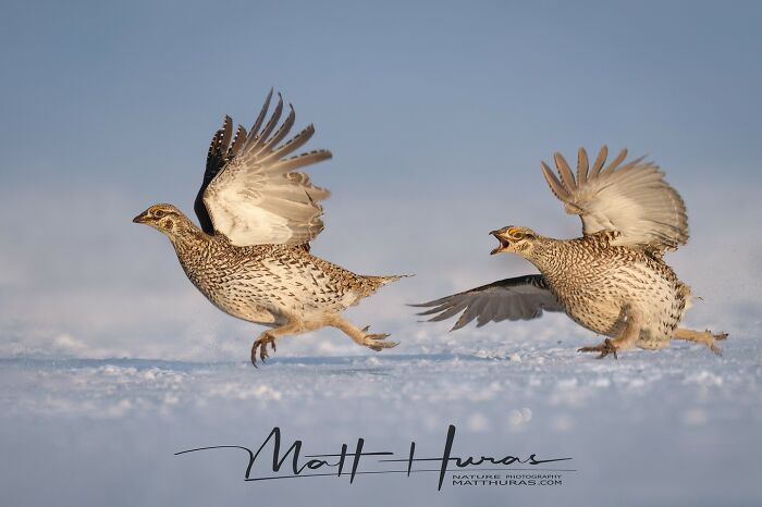 Sharp-Tailed Grouse Bully Boy Club