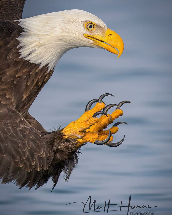 Bald Eagle Looking Majestic AF