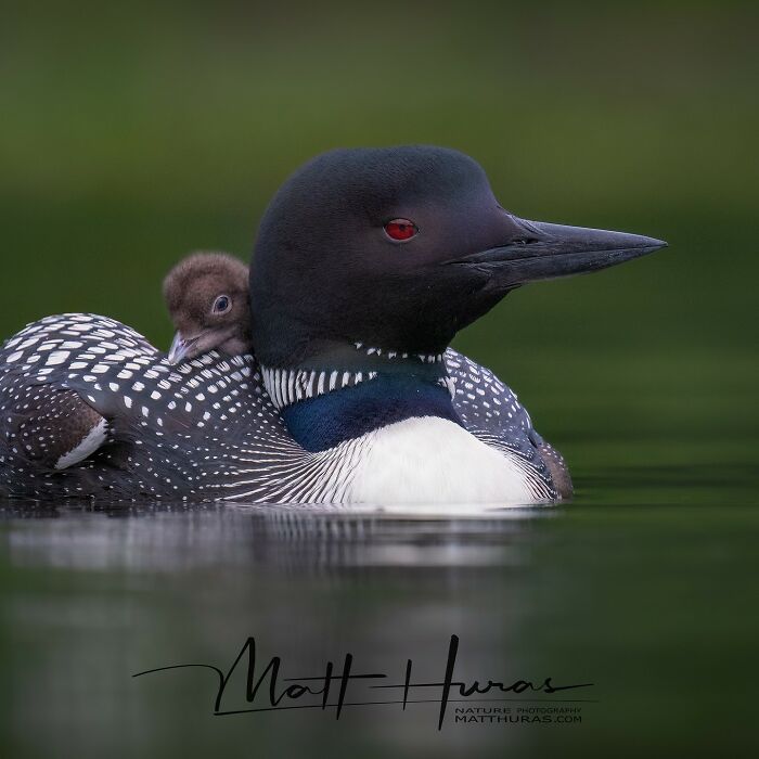 Mom and Baby Loon: Too Cute to Handle