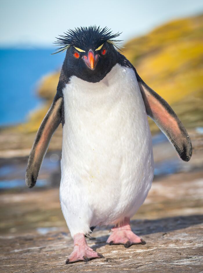 Western Rockhopper Penguins Getting Friendly