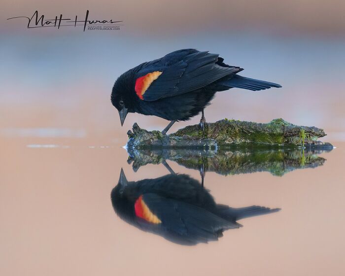 Red-Winged Blackbird on Pre-Date Prep