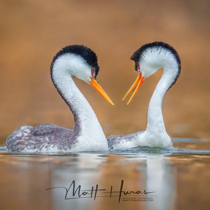 Clark's Grebes: Partners in Feather Crime