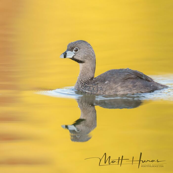 Pied-Billed Grebe: The Ultimate Water Ball