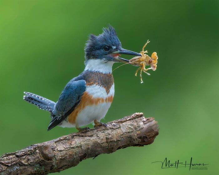 Belted Kingfisher’s Breakfast Catch
