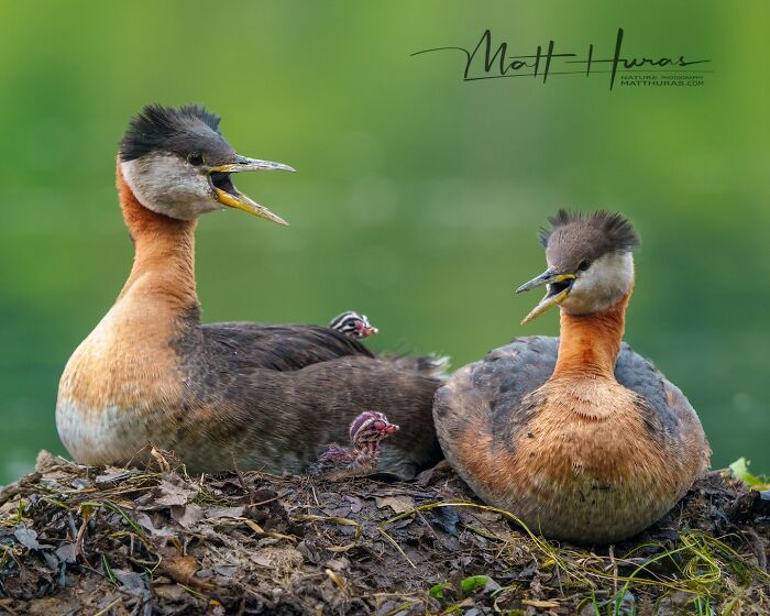 Red-Necked Grebe Parents Showing Off the Newborn