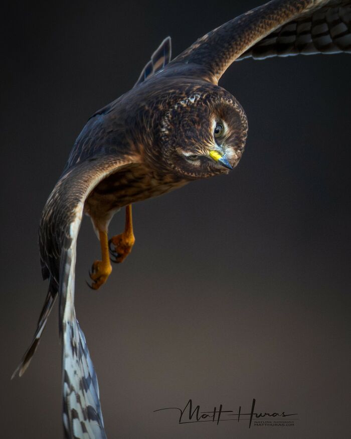 Northern Harrier Doing the Close-Up Fly-By