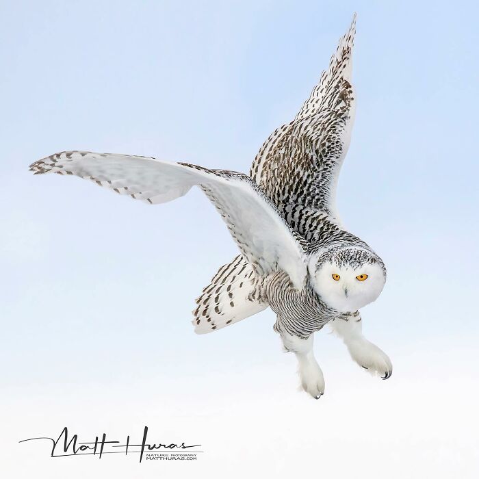 Snowy Owl's Dramatic Takeoff
