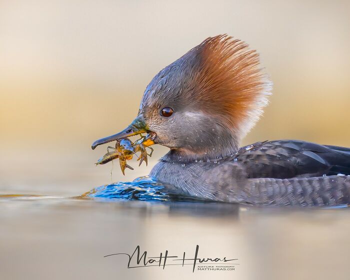 Female Hooded Merganser Shares Crayfish Closeup