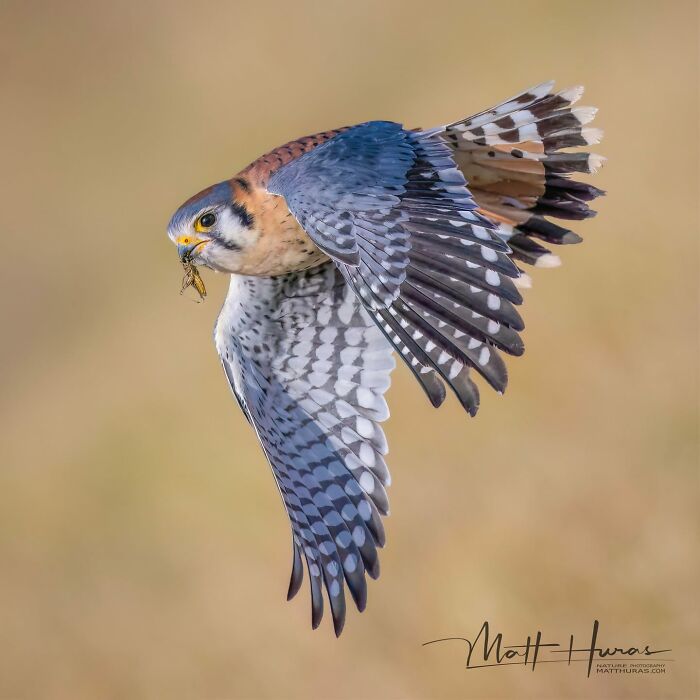 American Kestrel Taking Advantage of a Warm Day