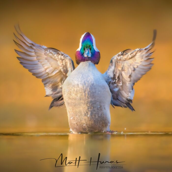 Male Bufflehead Duck Flexing Those Feathers