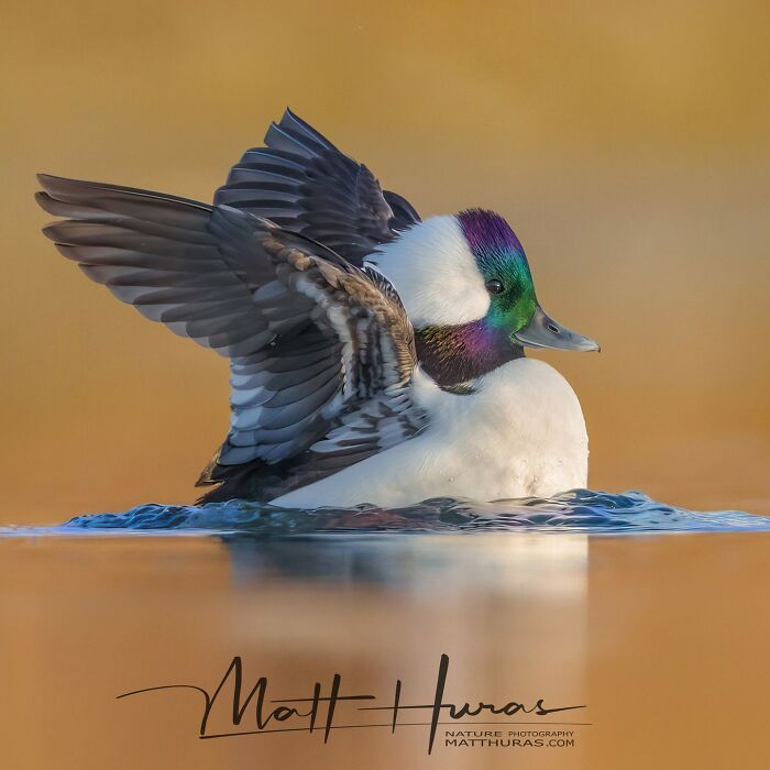 Another Male Bufflehead Chatting With the Camera