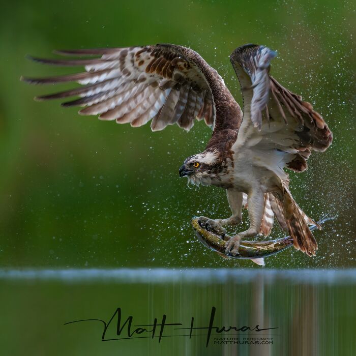 Osprey on Point