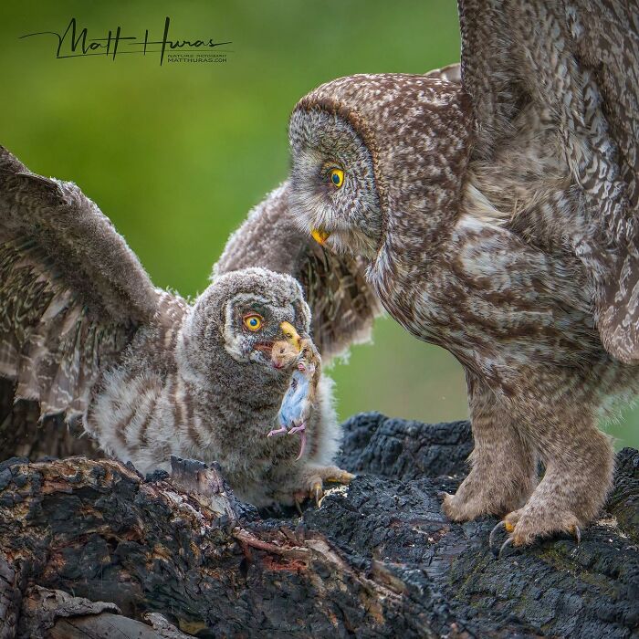 Great Grey Owl Family Feeding Moment
