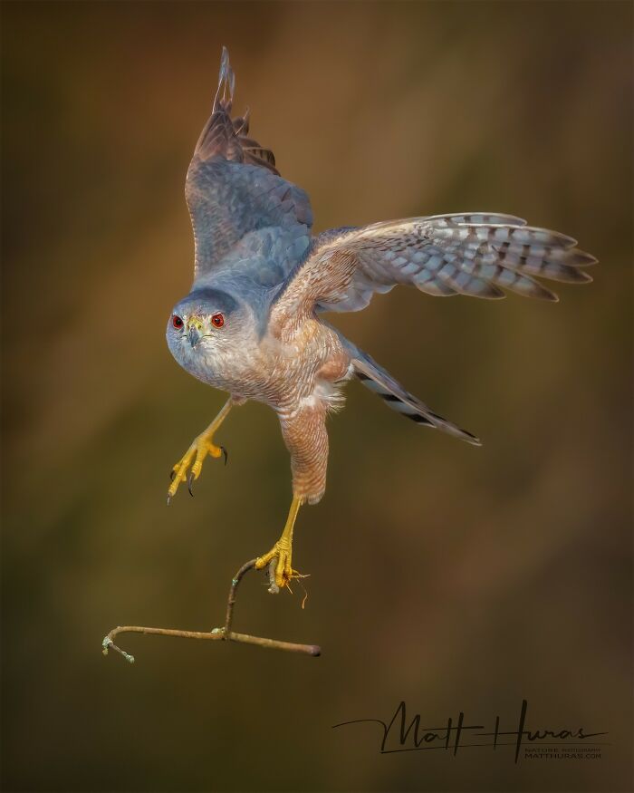 Cooper’s Hawk: The Nest Builder Extraordinaire