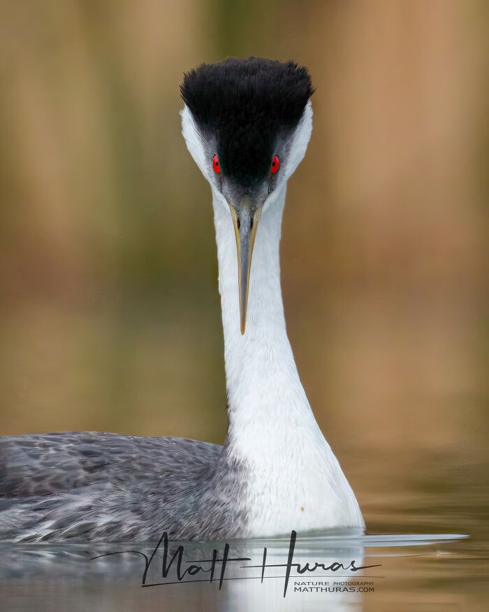 Western Grebe Looking Cool As Always