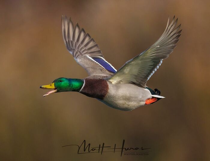 Mallard Duck Showing Off Its Best Side